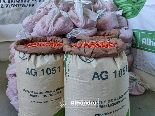 Prefeitura de Alhandra distribui sementes de milho para produtores da Agricultura Familiar no território municipal