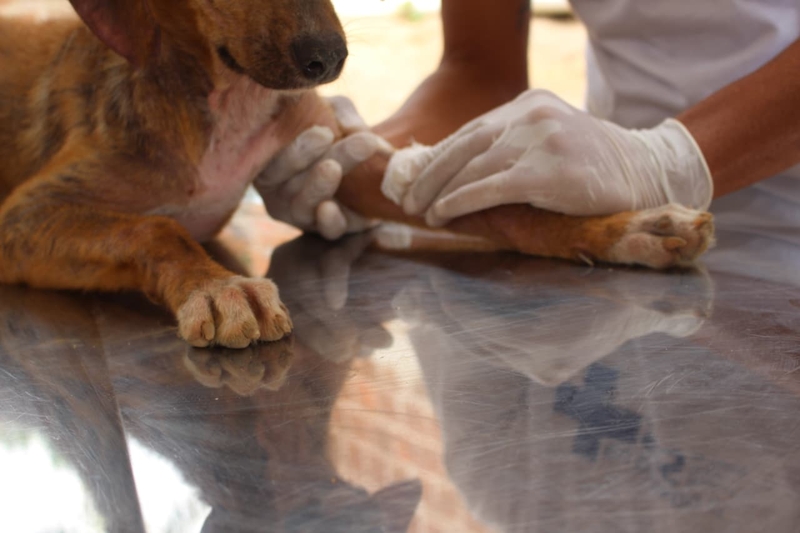 Prefeitura de Alhandra realiza ação de vigilância em zoonoses na comunidade do Buraquinho com foco na saúde animal