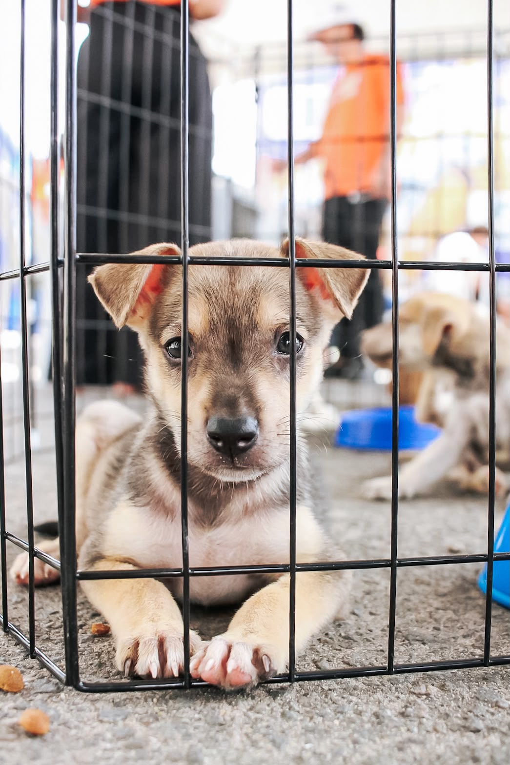 Campanha de Vacinação Antirrábica de Cães e Gatos começa em agosto em Alhandra; confira o cronograma